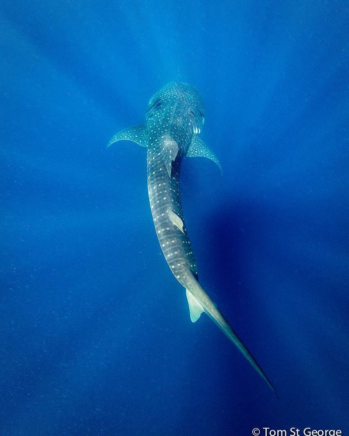 Incredible Underwater Photography by Tom St George