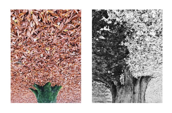 #treeturnaround #leafblower #complementary PHOTOGRAPHIE © [ catrin mackowski ]