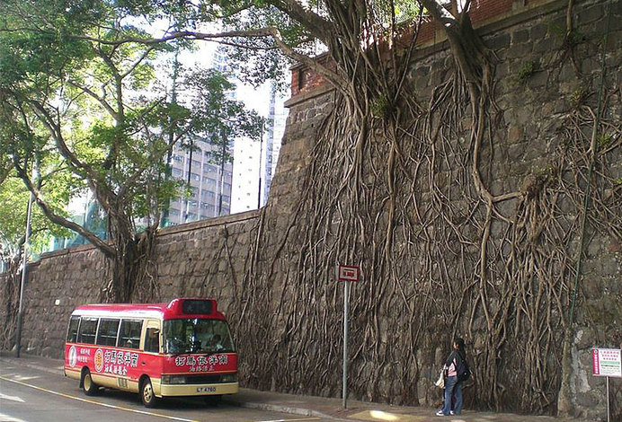 tree-roots-concrete-pavement-20 #root #photography #tree