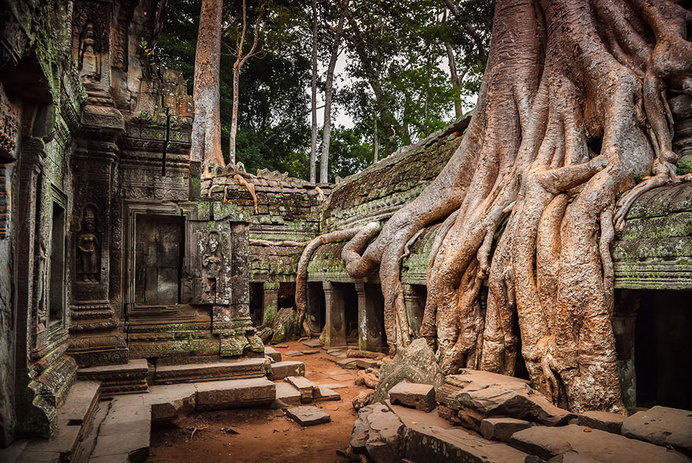 tree-roots-concrete-pavement-7 #root #photography #tree