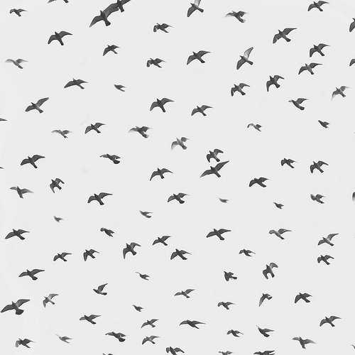 Image Spark Image tagged "comme ci", "pattern", "nature" dmciv #birds