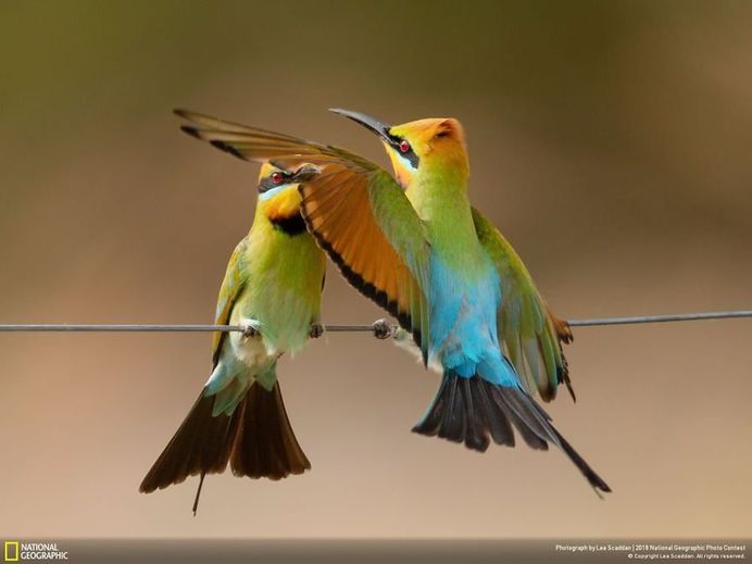 He Went That Way!, Lea Scaddan