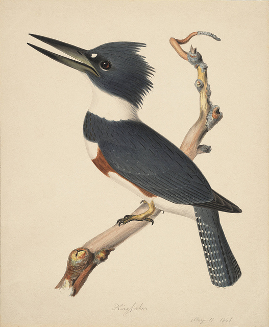 Kingfisher by Isaac Prague #save #isaac #ilustracin #bird #illustration #vintage #prague
