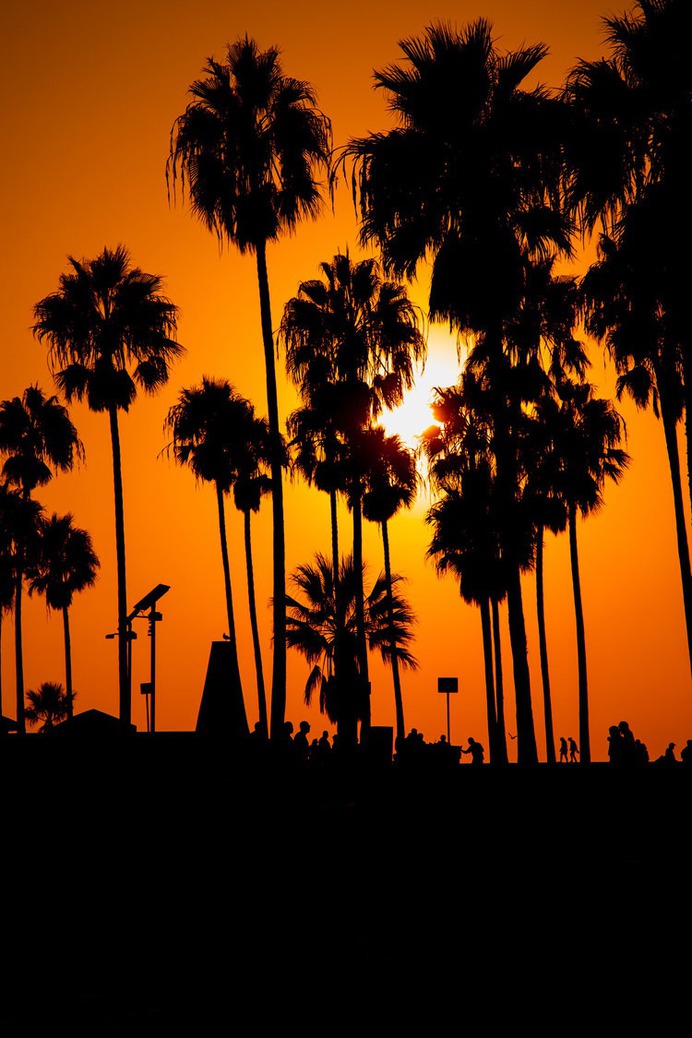 LOS ANGELES #losangeles #palmtree #sunset #california