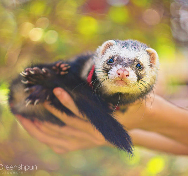 Animal Photography by Alex Greenshpun #inspiration #photography #animal