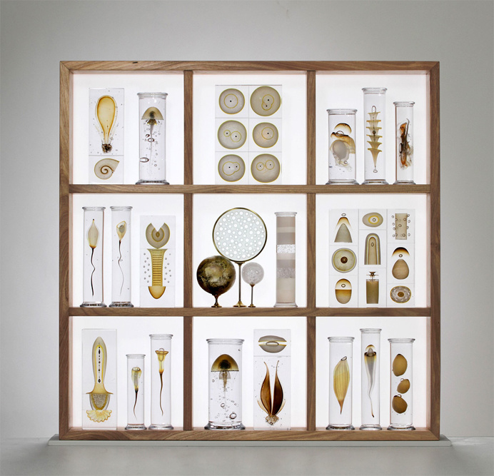 display, aquatic life, glass