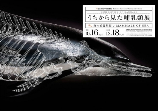 wataru yoshida: composition of mammals #yoshida #illustration #art #wataru