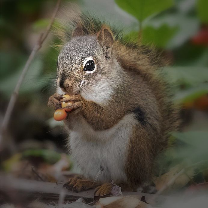 Breathtaking Close-Up Portraits of Wild Animals by Ina Schieferdecker