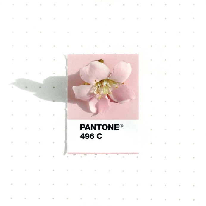 Graphic Designer Inka Mathew Matches Everday Objects to Pantone Colors
