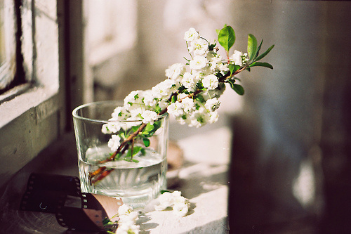 Likes | Tumblr #glass #water #flower