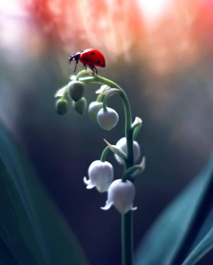 Magical Macro Photos Ladybugs and Flowers by Elena Andreeva