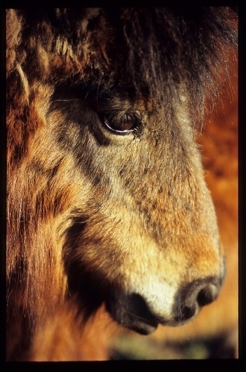 All sizes | IMG15710001 | Flickr - Photo Sharing! #horse