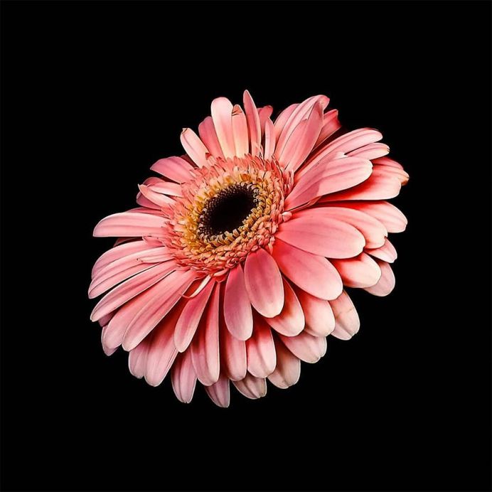 Fine Art Flower Photography by Cristiane Teston