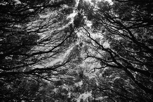 Eerie & Beautiful Photography by Daniel Castañeda I Art Sponge #white #castaeda #black #and #daniel #forest #eerie