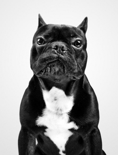 Dog Portraits by Marko Savic | Professional Photography Blog #inspiration #photography #animal #portrait