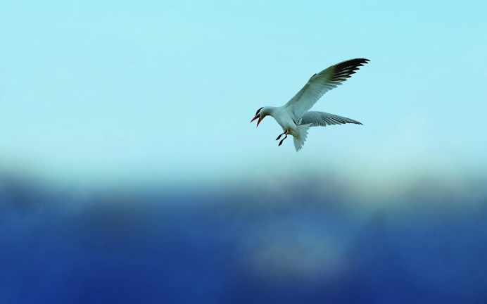 Flying, Seagull