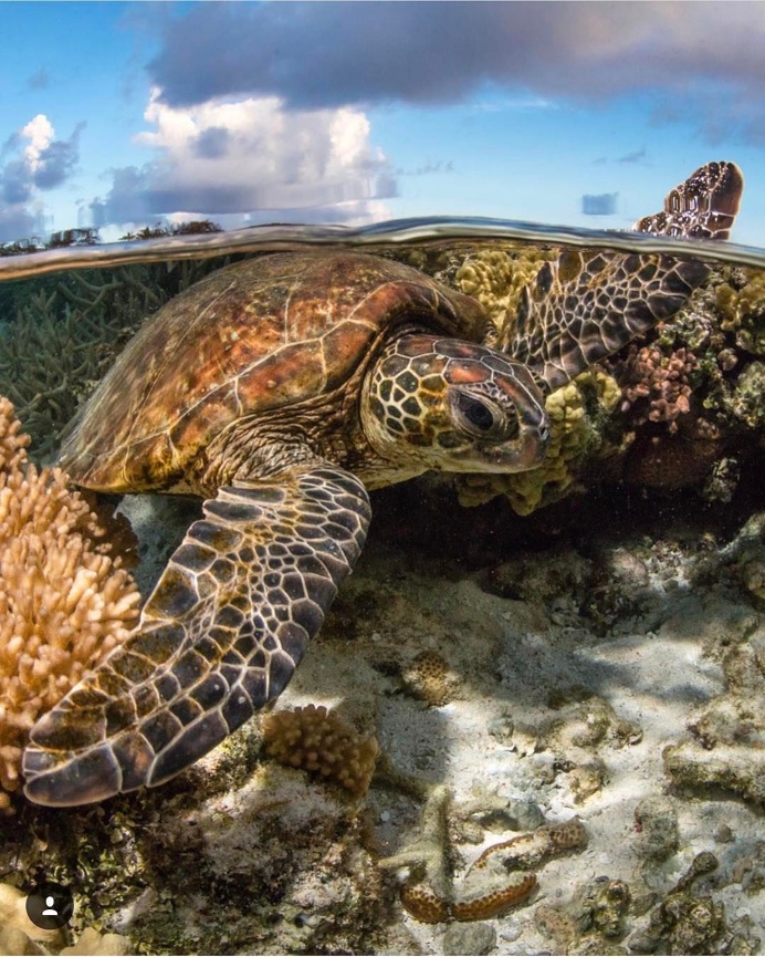 Sea turtle catching some waves 🌊 by @jordan_robins