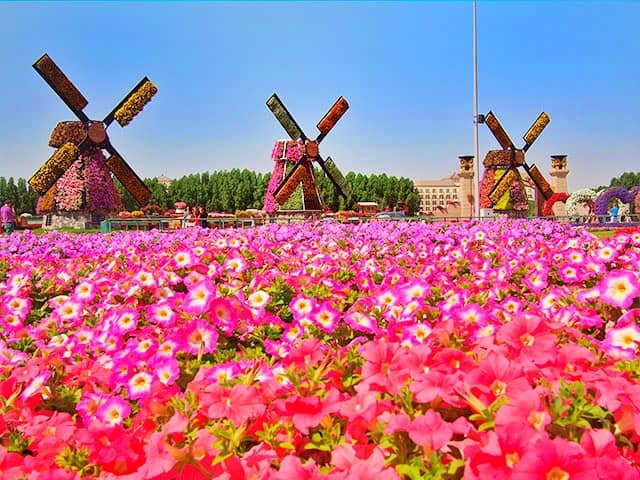 In one of its earlier seasons the Dubai Miracle Garden also introduced windmills that were fully integrated with flowers. These windmills didn't rotate though but they created an awesome artistic impact at the garden.