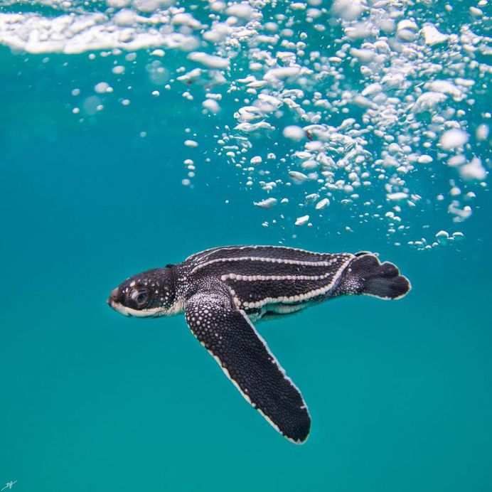 Striking Underwater Photography by Ben Hicks