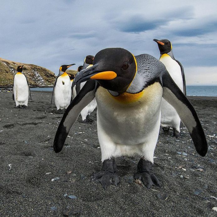 Photographer Audun Lie Dahl Captures Stunning Arctic Wildlife