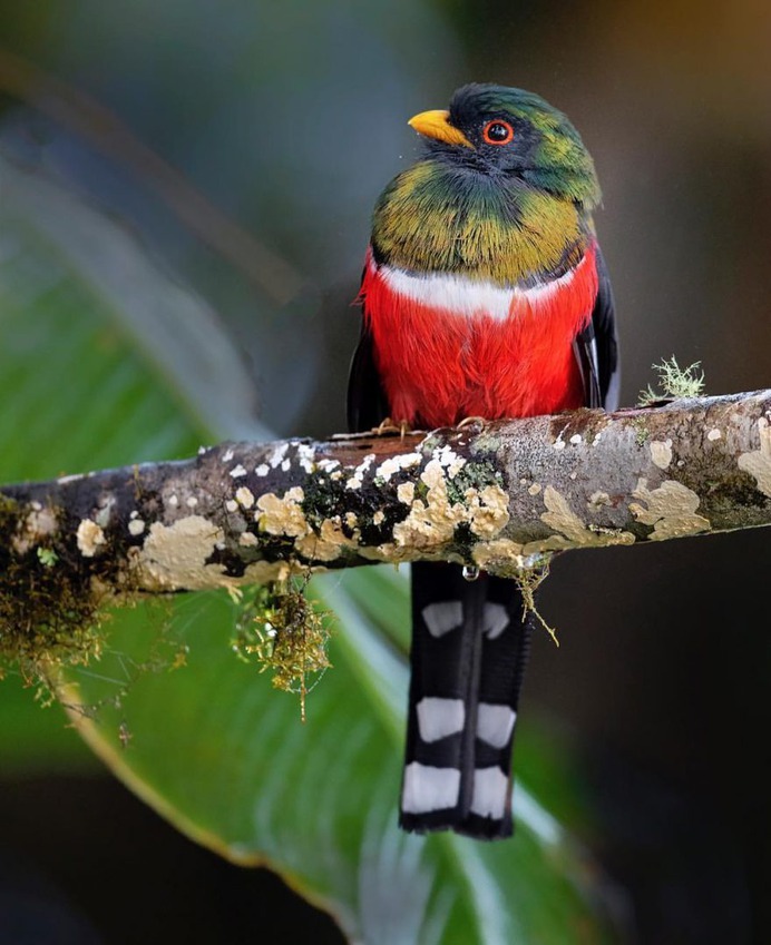 #your_best_birds: Beautiful Birds of India by Thirumoorti Ra