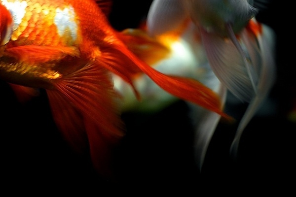 Kingyo (bonguri: 金魚#2 by NaokiOha(sansuu) on Flickr.)