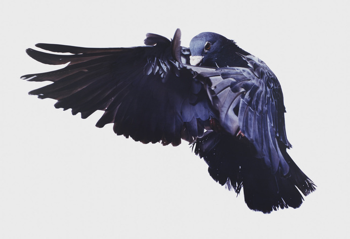 Roe Ethridge - FlatSurface - Contemporary art blog #bird