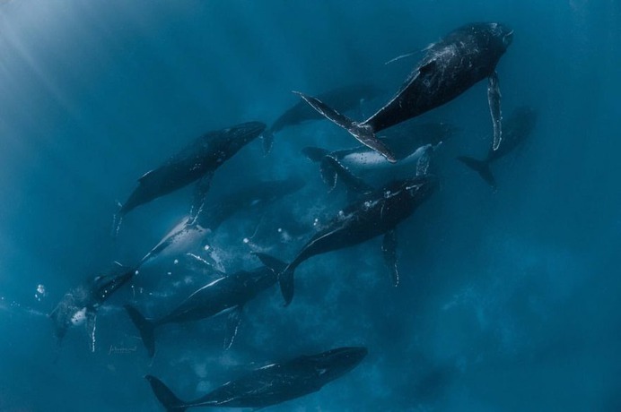Spectacular Underwater Photos of Whales by Jasmine Carey