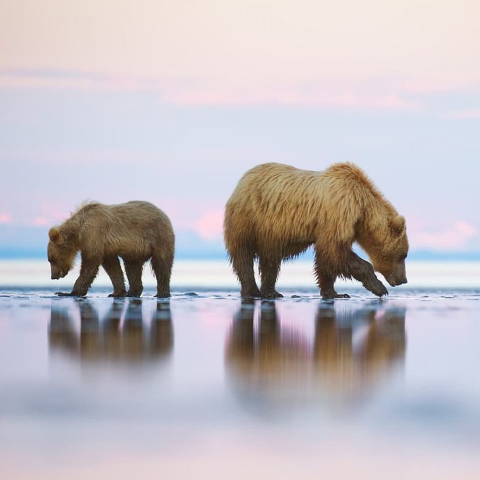Stunning Photographs of Wild Animals by Andy Parkinson