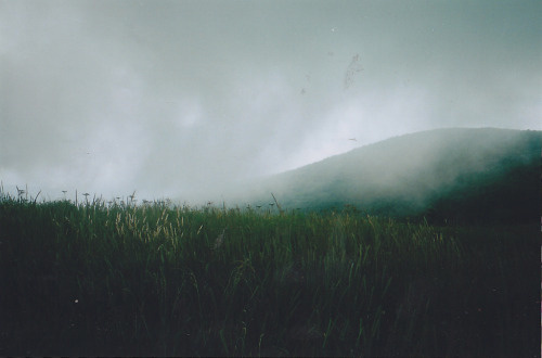 beyond the pines