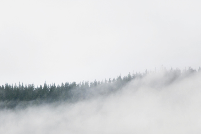 beyond the pines
