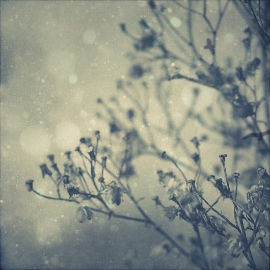 wintertime, photography by Ramona G #flower