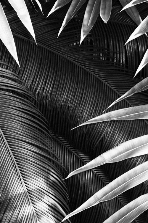 Palm // #photography