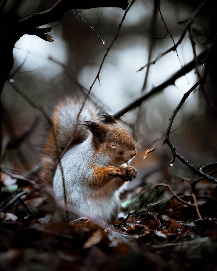 Wildlife Finland: Dreamlike Animal Portraits by Joachim Munter