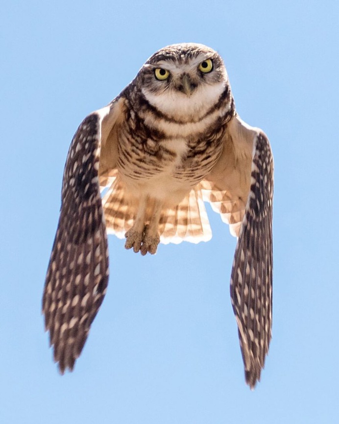 #kings_birds: Wonderful Bird Photography by Liron Gertsman