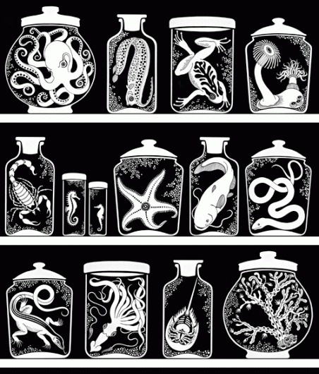 design « sakurasnow #specimen #white #jars #black #illustration #and