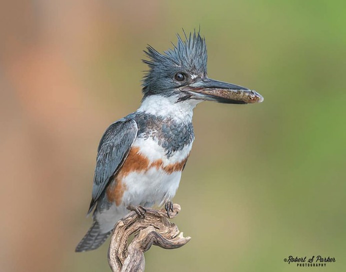 #your_best_birds: Fantastic Birds Photography by Robert S. Parker