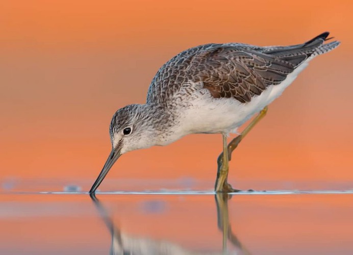 Birds of Italy: Beautiful Birds Photography by Lorenzo Magnolfi