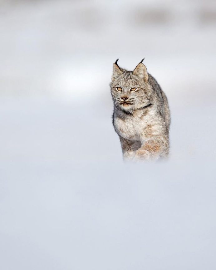 Breathtaking Close-Up Portraits of Wild Animals by Serhat Demiroglu