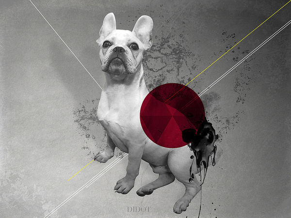 My french bull | www.luchotrejo.com.ar #didot #dog #the