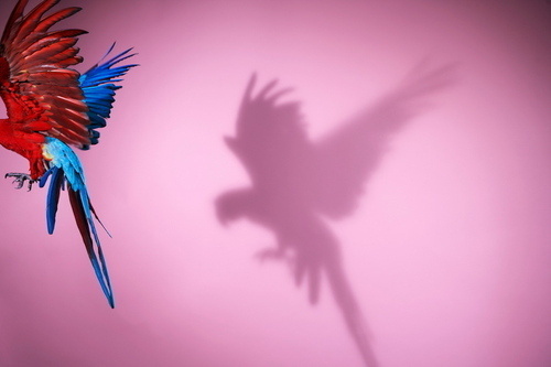 Photography(Parrot # 14 by Sølve Sundsbø, 2008, via nicoladugo) #slve #photography #sundsb