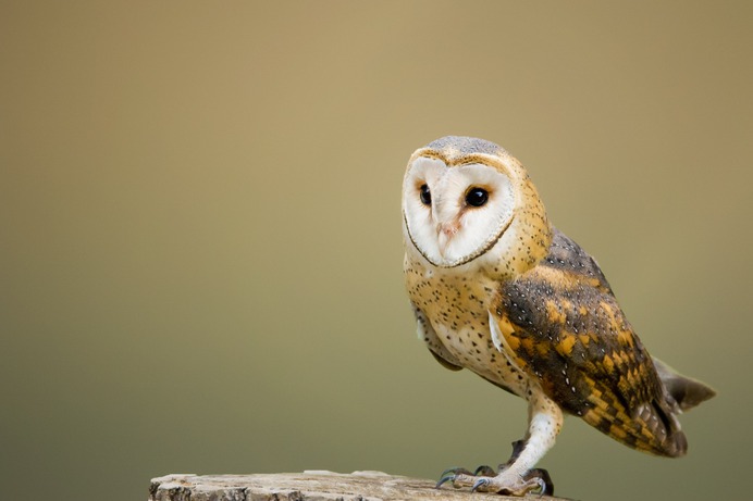 barn-owl-pl.jpg (3109×2073)