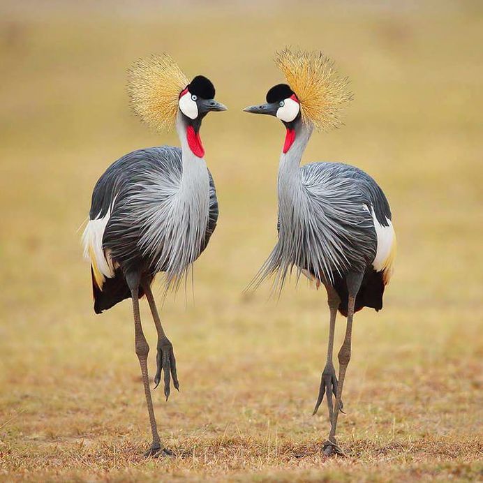 #kings_birds: Fine Art Birds Photography by Saurabh Desai