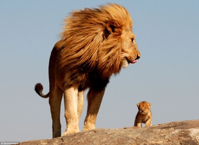 Lion