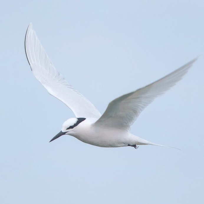 Birds of Japan: Beautiful Bird Photography by Keisuke Oda