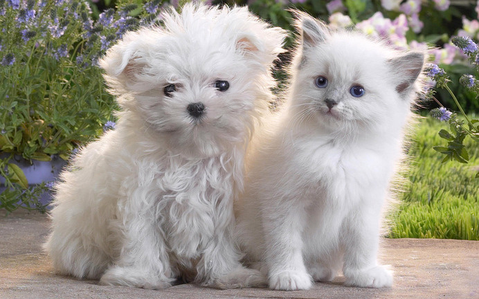 Cute White Puppy and Kitten #inspiration #photography #animal