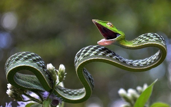 http://www.curiositiesbydickens.com/wp content/uploads/green vine snake1 800x500.jpg #snake #vine #animal #green