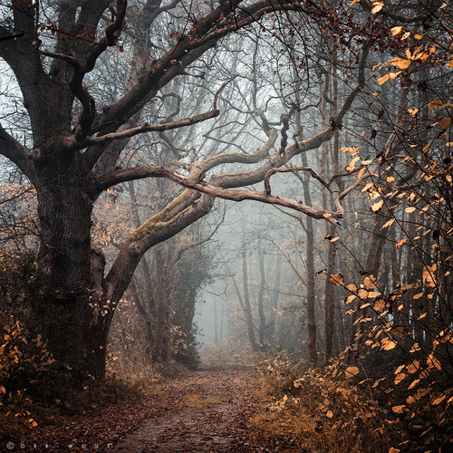 Gloomy Fall Photo #woods #autumn #fog #tree