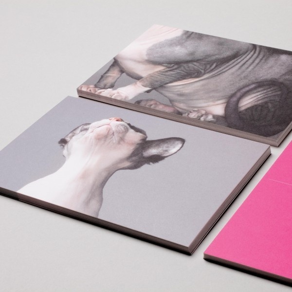 Build creative work featuring Michael's cat, Brockmann #sphynx #photo #build #cat