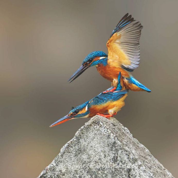 Beautiful Birds Photos of The World by Sameer Deshpande